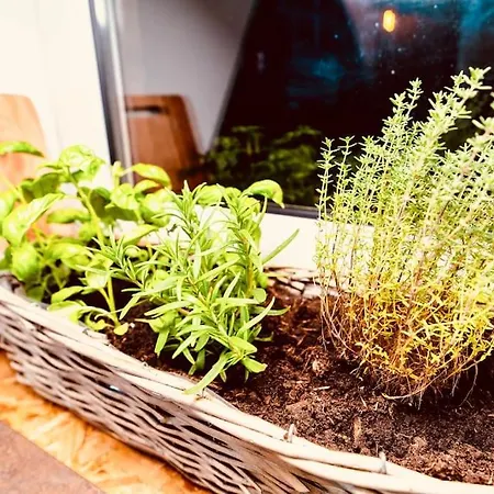 Elegant Duplex Historique Alsacien Haguenau